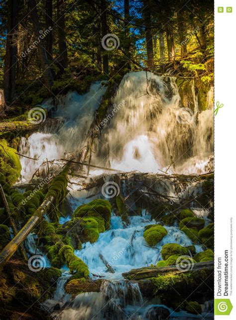Clearwater Falls Umpqua National Forest Stock Image Image Of Clean
