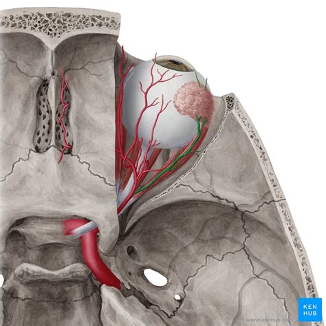 Lacrimal Gland Anatomy Function And Clinical Info Kenhub