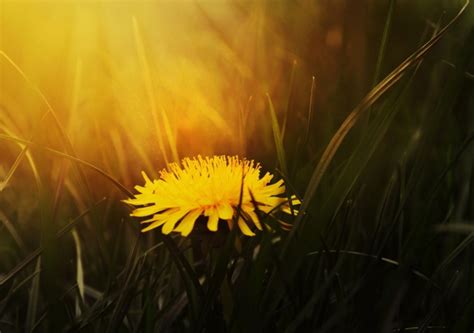 Yellow Dandelion During Golden Hour Free Stock Photos In  Format For