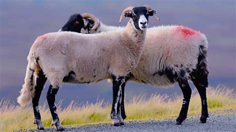Common Sheep Diseases Symptoms And Treatment Check How This Guide