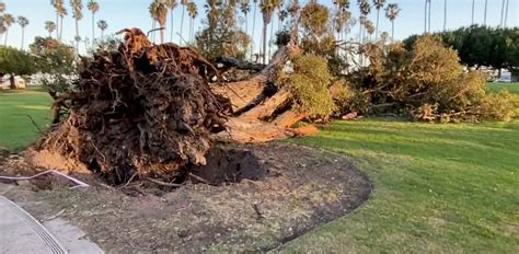 Clean Up Continues After Hurricane Force Winds Take Out Massive Trees