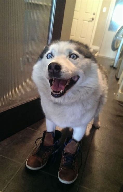 18 Reasons Huskies Are Actually The Worst Dogs To Live With