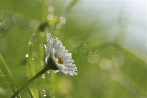 Dewy Daisy Flowers In Grass Stock Image Image Of Floral Nature