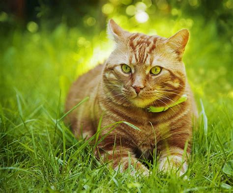 Hd Wallpaper Orange Tabby Cat Grass Striped Plant Domestic Cat
