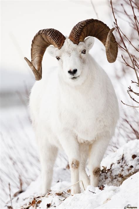 Front View Of A Full Curl Dall Sheep Ram Chugach Mountains