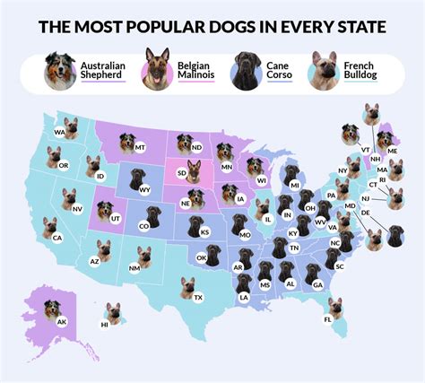 The Most Popular Cats And Dogs In America Filter King