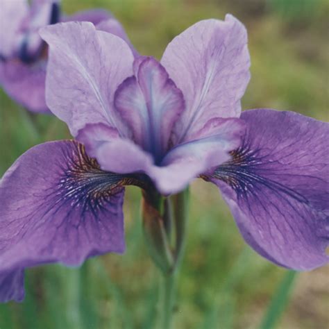 Siberian Iris Reprise Siberian Iris O Z Roots And Rhizomes