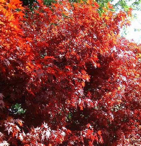 Plants With Red Leaves Shrubs With Red Foliage