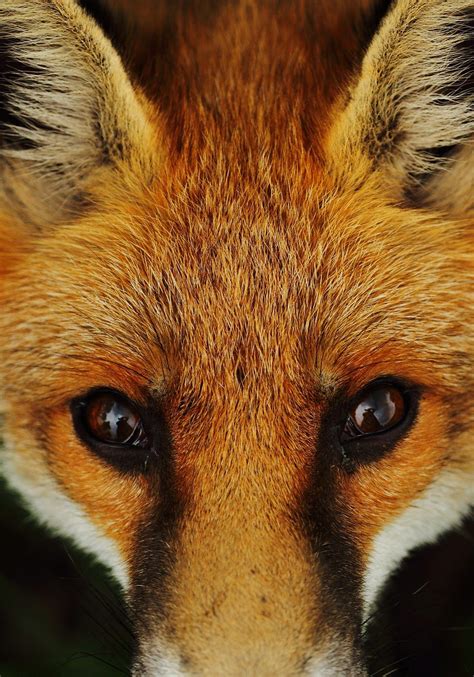 Close Up Of A Fox Face With Images Animal Close Up Fox Face Fox Eyes