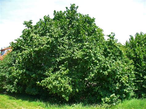 American Hazelnut Tree Aka Filbert Corylus Americana Fruit Etsy