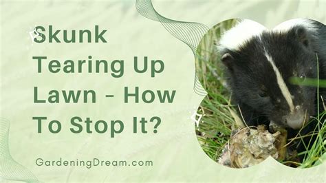 Skunk Tearing Up Lawn How To Stop It Youtube
