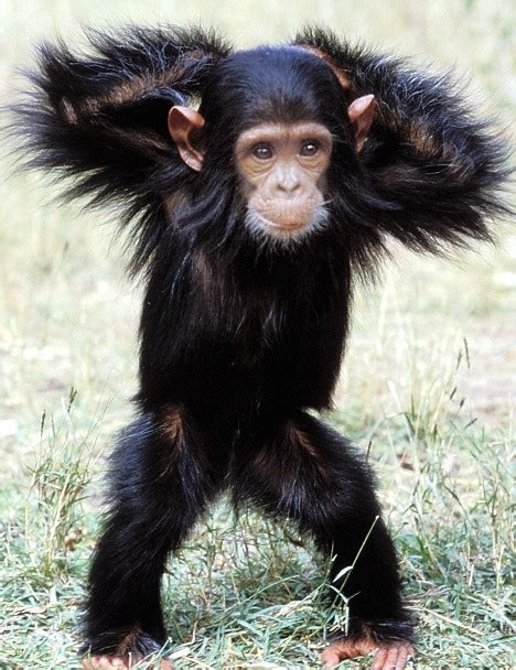 Baby Chimps Can Become Smarter Than A Human Child All