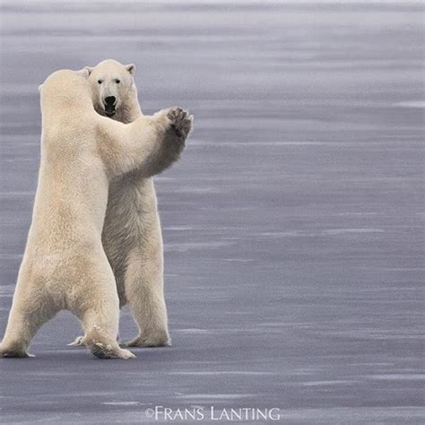 Photo By Franslanting “dancing Bears” It May Look Funny But Its