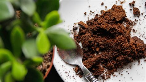Chemical Makeup Of Coffee Grounds | Saubhaya Makeup