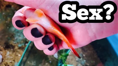Sexing Blood Parrot Fish Male Or Female Youtube