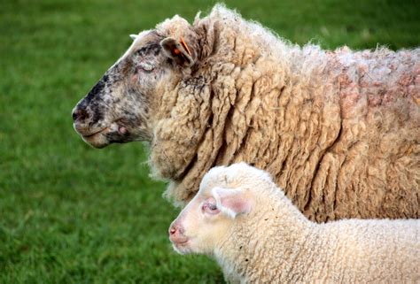 Free Photo Sheep And Lamb Animal Farm Flock Free Download Jooinn