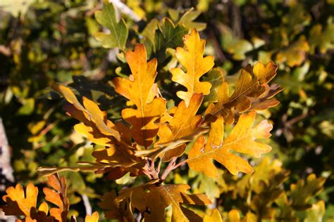 Golden Fall Scrub Oak Leaves Close Up Picture Free