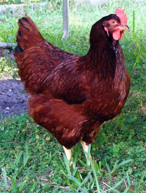 Rhode Island Red This Is The Kind Of Hen I Want To Get Too My Future Ruby Laying Chickens