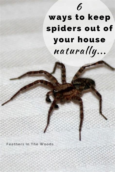 home remedies to keep spiders out of your house get rid of spiders spider clean house