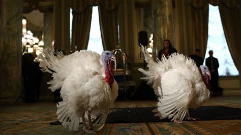 ‘yes we cran obama pardons turkeys for last time as potus cnn politics