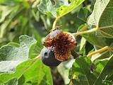 Pictures of Wasp In Fig