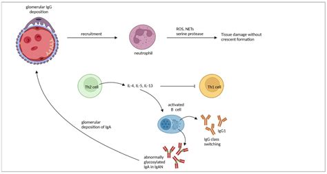 Cells Free Full Text Pathogenic T Cell Responses In Immune Mediated