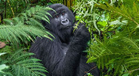 Uganda Mountain Gorilla Safari Wilderness Travel