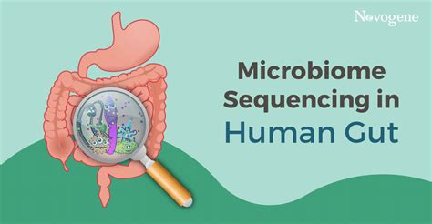 Microbiome Sequencing In Human Gut Health Novogene