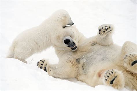 Peek A Boo Mummy Adorable Images Show Polar Bear Cub