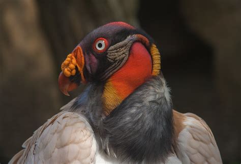 King Vulture I Had Two Prints Entered In Last Evenings Por Flickr