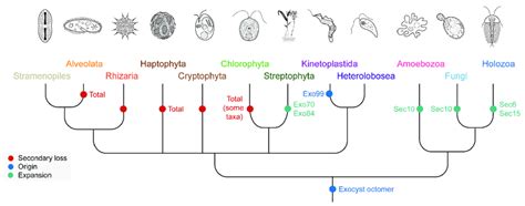 Schematic Eukaryotic Evolutionary Tree Illustrating The Major Shifts In