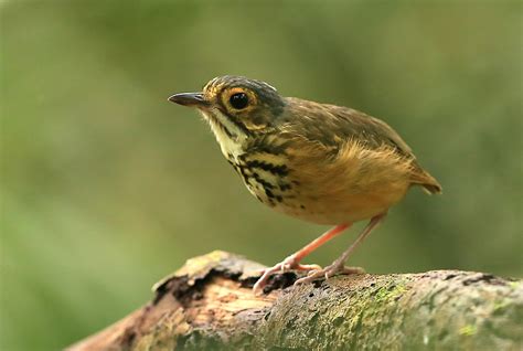 Spotted Antpitta Hylopezus Macularius Photo Call And Song