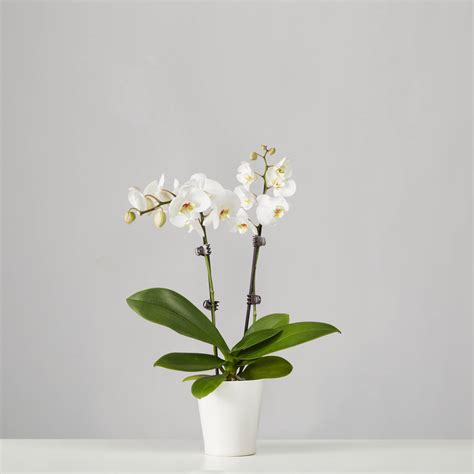 Small Phalaenopsis Orchid White