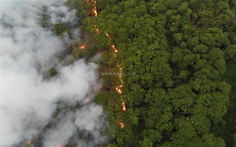 Kebakaran Hutan Dan Lahan Makin Meluas Kki Warsi