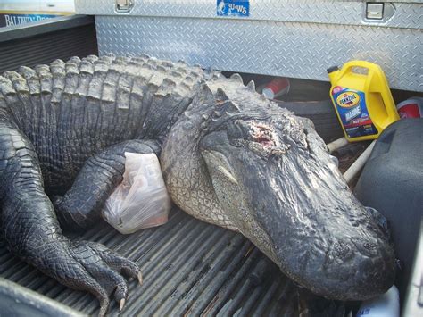 Hunters Kill 742 Pound Alligator But Before Properly Restraining It