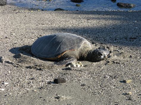 Green Sea Turtle Nude Sunbathing On The Beach In Puako Ha Richard