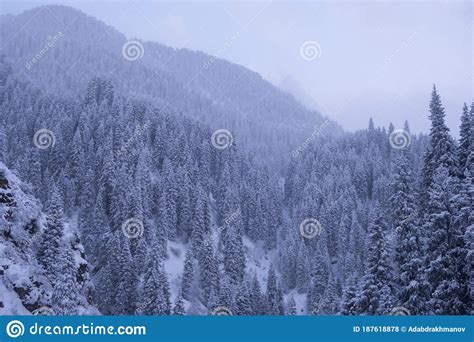 Winter Mountains With Spruces Covered With Snow Background Natural