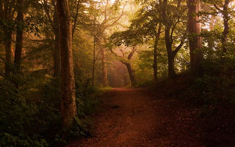 Landscape Nature Mist Forest Shrubs Path Leaves