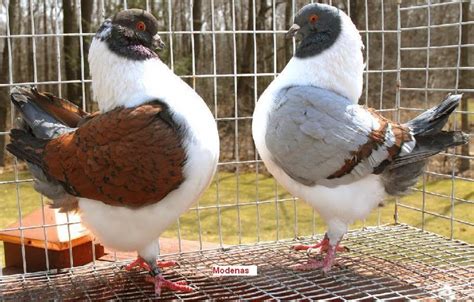 Most Popular Fancy Pigeons Uk And Usa Fancy Pigeons ~ Pigeons Photos