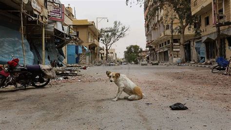 فاجعة الموصل كلاب ضالة تنهش أجساد 9 أطفال الديار