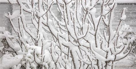Snow Covers The Trees Branches Background Texture Close Up View Stock