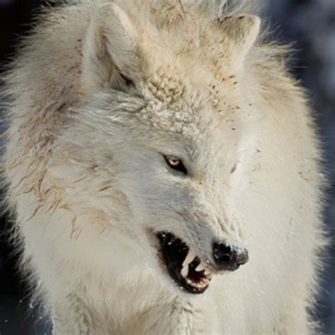 White Wolf 10 Pictures Of Growling Wolves That Will Awaken Your Alpha