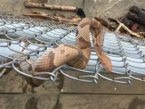 Venomous Copperhead Snake Discovered Near National Mall Washington Dc