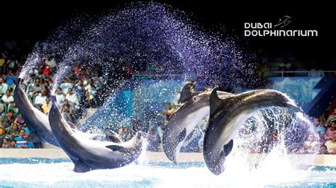 Dubai Dolphinarium Dolphin And Seal Show Standard Seat