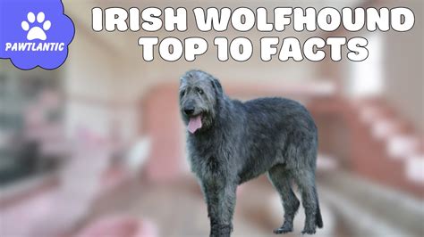 Irish Wolfhound Majestic Giants Of History And Heart Youtube
