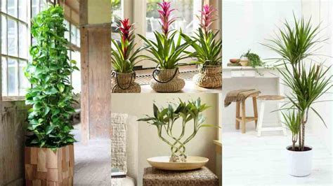 Piante da interno fino a 50 cm. 7 piante da interni, ideali per giardinieri poco esperti ...