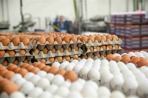 Food Supplier Sues Egg Farm Alleging Breach Of Contract South Florida Times