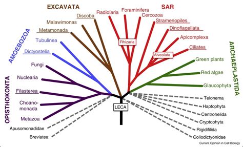 Eukaryotic Evolutionary Tree According To Adl Et Al 63 The Five