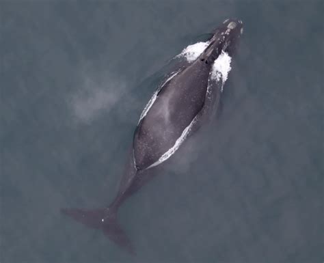 First Recording Of North Pacific Right Whale Song Noaa Fisheries