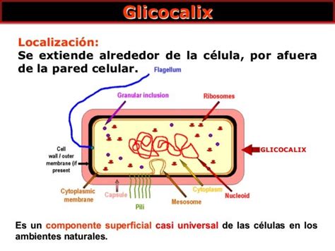 Glicocalix